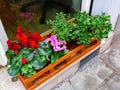 Outside front door decoration Ã¢â¬â blooming red and purple flowers in wooden box Royalty Free Stock Photo